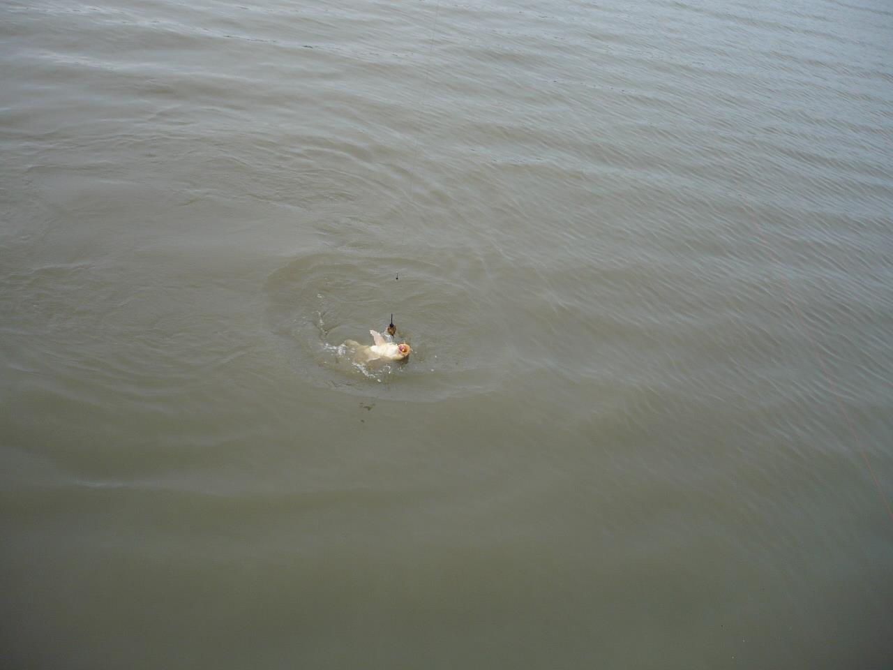 Magura 9 - 25.MAR.2014 - p1020267.JPG